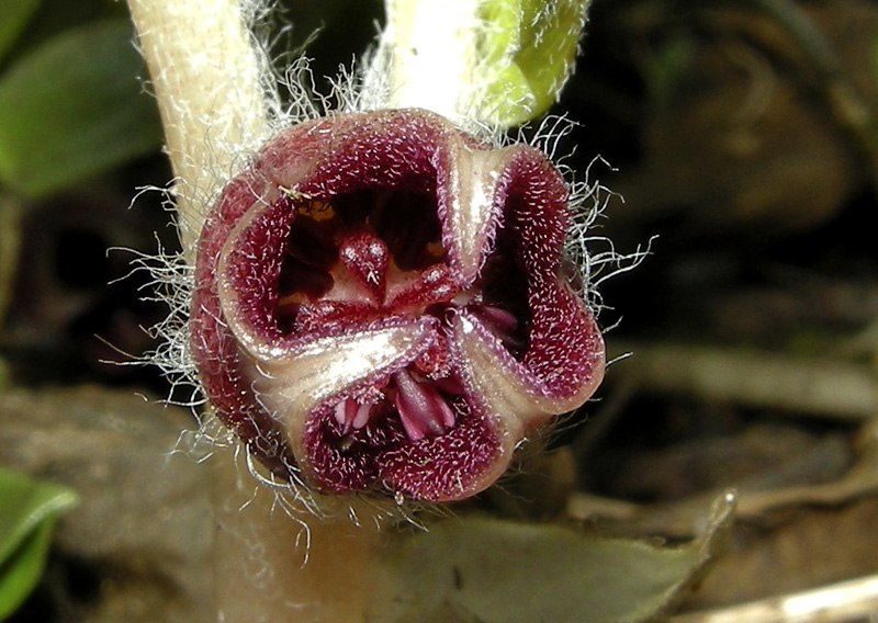 Asarum europaeum L.  /  Baccaro